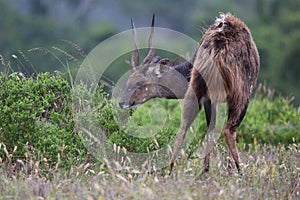Shy Bushbuck Antelope
