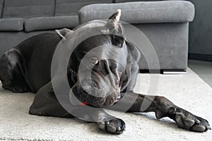 Shy cane corso dog with toy ball looking aside