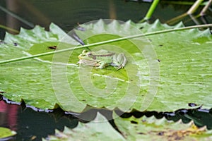 Shy care weight Green pond frog