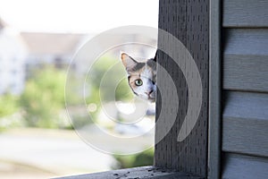 A shy cat around the corner