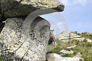 Plachý a zvedavý mladý kamzík tatranský vykúkajúci okolo skaly