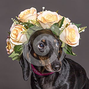 Shy dachsund dog in a flower crown