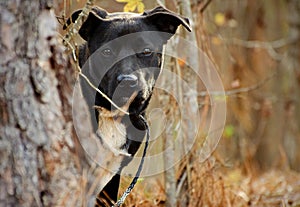 Shy dog hiding behind tree, Labrador mixed breed photo