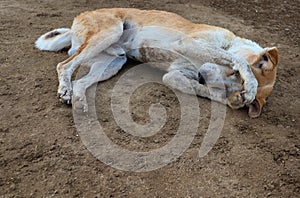 Shy dog sleeping on ground