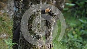 A shy and elusive Pine Marten Martes martes feeding in the Highlands of Scotland.