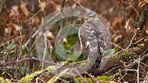 Shy eurasian sparrowhawk sitting on branch and waiting for its prey