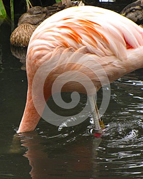 Shy Flamingo