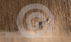 shy golden jackal camouflaged