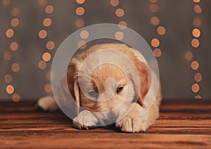 Shy golden retriever puppy laying head down on the floor