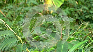 Shy grass closes the leaves after touching it.