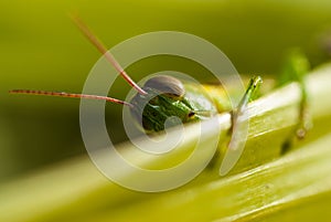 Shy grasshopper