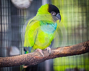 Shy green parrot in the zoo in Tenerife, Spain