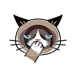 Shy Grumpy cat. Meme cat isolated whitebackground