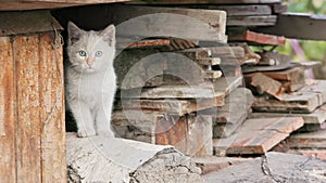 shy kitten hiding in old used lumber firewood stack