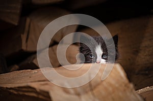 Shy kitten hiding in a pile of wood