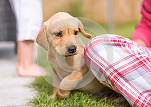 Shy Labrador puppy in garden