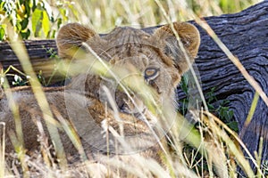 Shy Lion cub behind grass straws