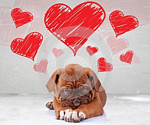 Shy love of a dog de bordeaux puppy