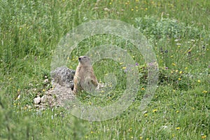 Shy marmot in the spring alps in austria