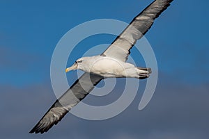 Shy Mollymawk Albatross in Australasia