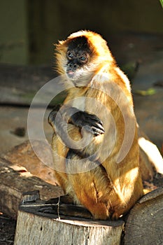 Shy monkey at the zoo