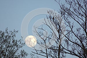 Shy moon for branches