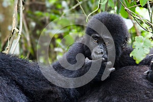 Shy mountain gorilla