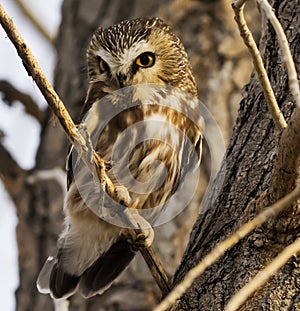 Shy Northern Saw whet Owl photo