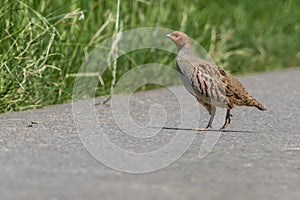 A shy partridge sneaks quietly in the grass