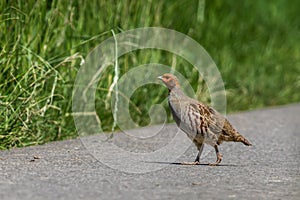 A shy partridge sneaks quietly in the grass