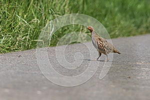 A shy partridge sneaks quietly in the grass