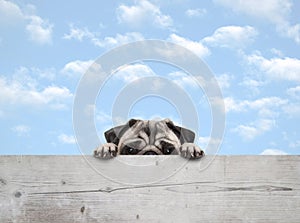 Shy peekaboo pug puppy dog peeking, with paws on wooden fence banner, with blue sky background