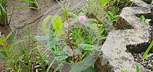 Shy princess flower beside ricefield, its very beautiful