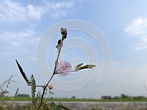 Shy princess flowers, thorny plants, thorny grass in the field.