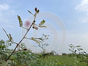 Shy princess flowers, thorny plants, thorny grass in the field.