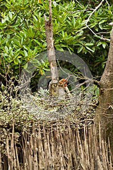 Shy probiscus monkey sitting in a tree