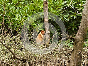 Shy probiscus monkey sitting in a tree