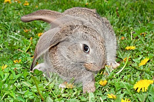 Shy rabbit bunny little hare among grass smelling yellow dandelions flowers