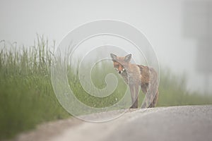 Shy red fox standing on the side of a road afraid of crossing a street