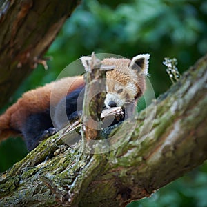 shy red panda, Ailurus fulgens on a tree trunk