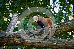 shy red panda, Ailurus fulgens on a tree trunk