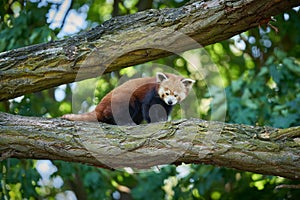 shy red panda, Ailurus fulgens on a tree trunk