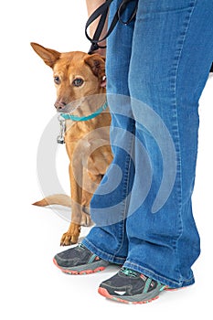 Shy Rescue Dog Hiding Behind Person