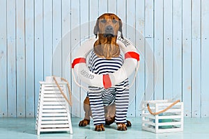 Shy Rhodesian Ridgeback dog-sailor with lifebuoy around neck