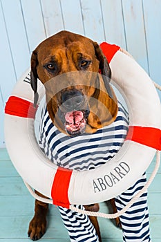 Shy Rhodesian Ridgeback dog-sailor with lifebuoy around neck