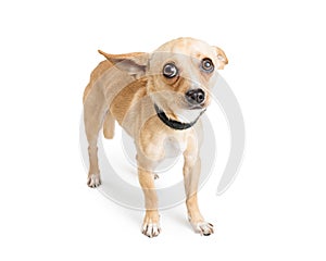 Scared Chihuahua Rescue Dog on White photo
