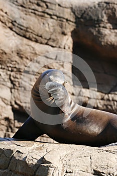 Shy Sea Lion