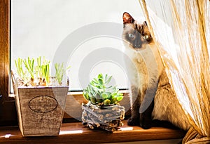 A shy siamese cat sitting on the window edge