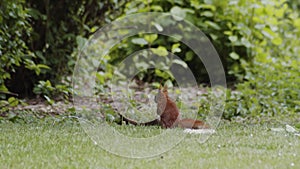 Shy squirrel aware of being watched sits still and not moving.