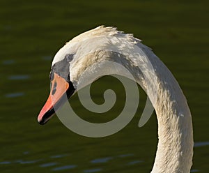 The shy Swan